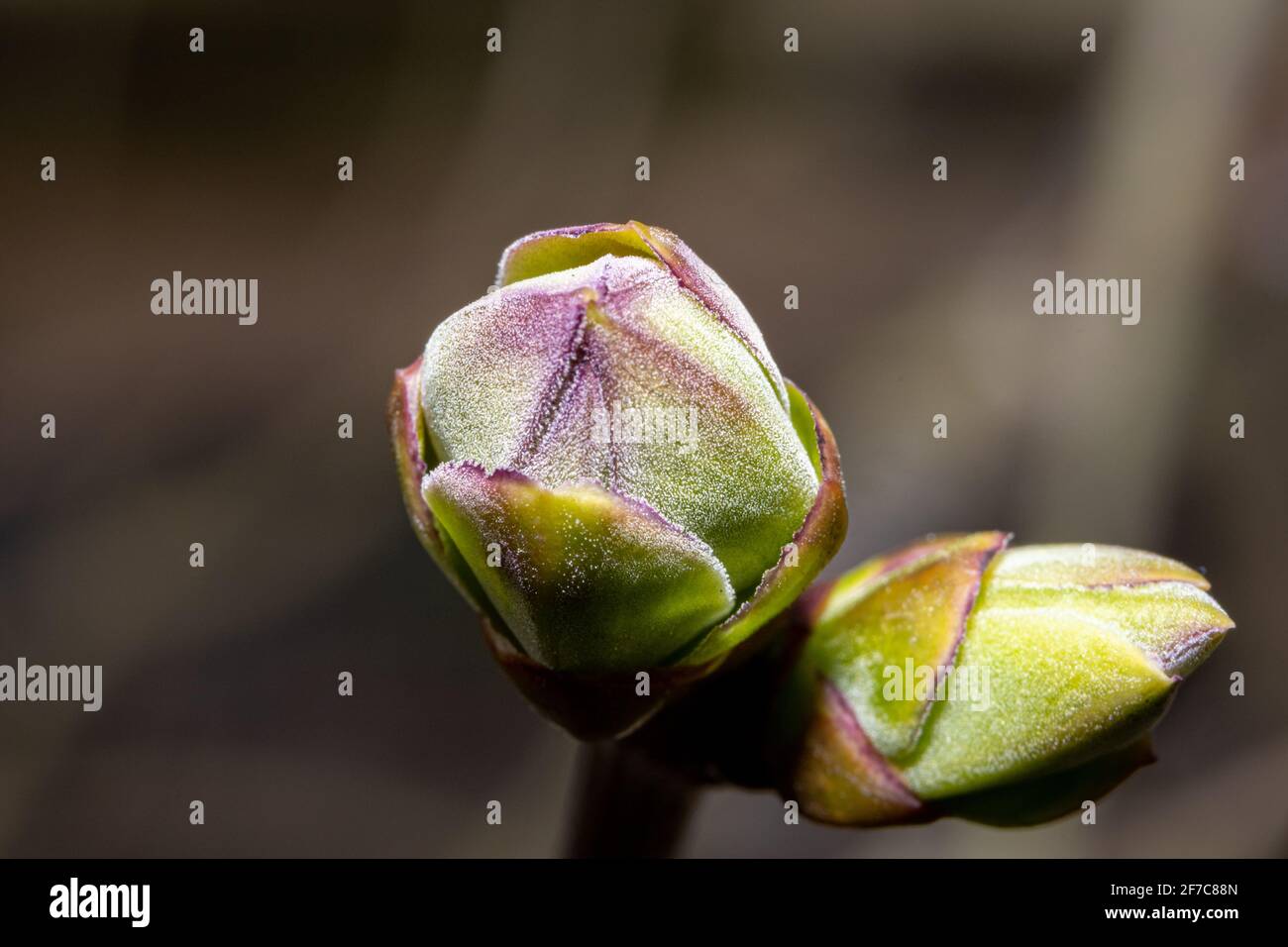 Ein Makrofoto von Knospen auf einem Baum. Grün verschwommener Hintergrund. Bild aus Eslov, Schweden Stockfoto