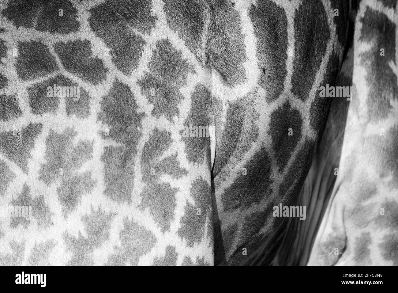 Giraffe Stockfoto