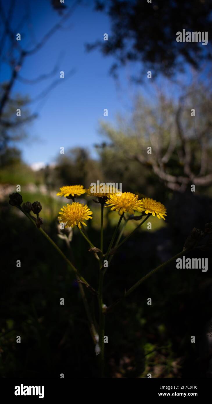 Wunderschöne Aufnahme meiner Blumen in apulien Stockfoto