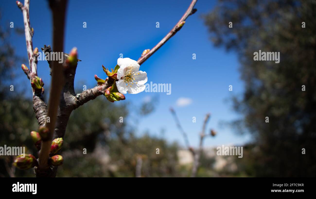 Wunderschöne Aufnahme meiner Blumen in apulien Stockfoto