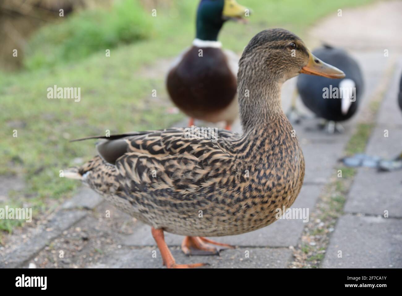 Ente bei Zaanse Schans Stockfoto