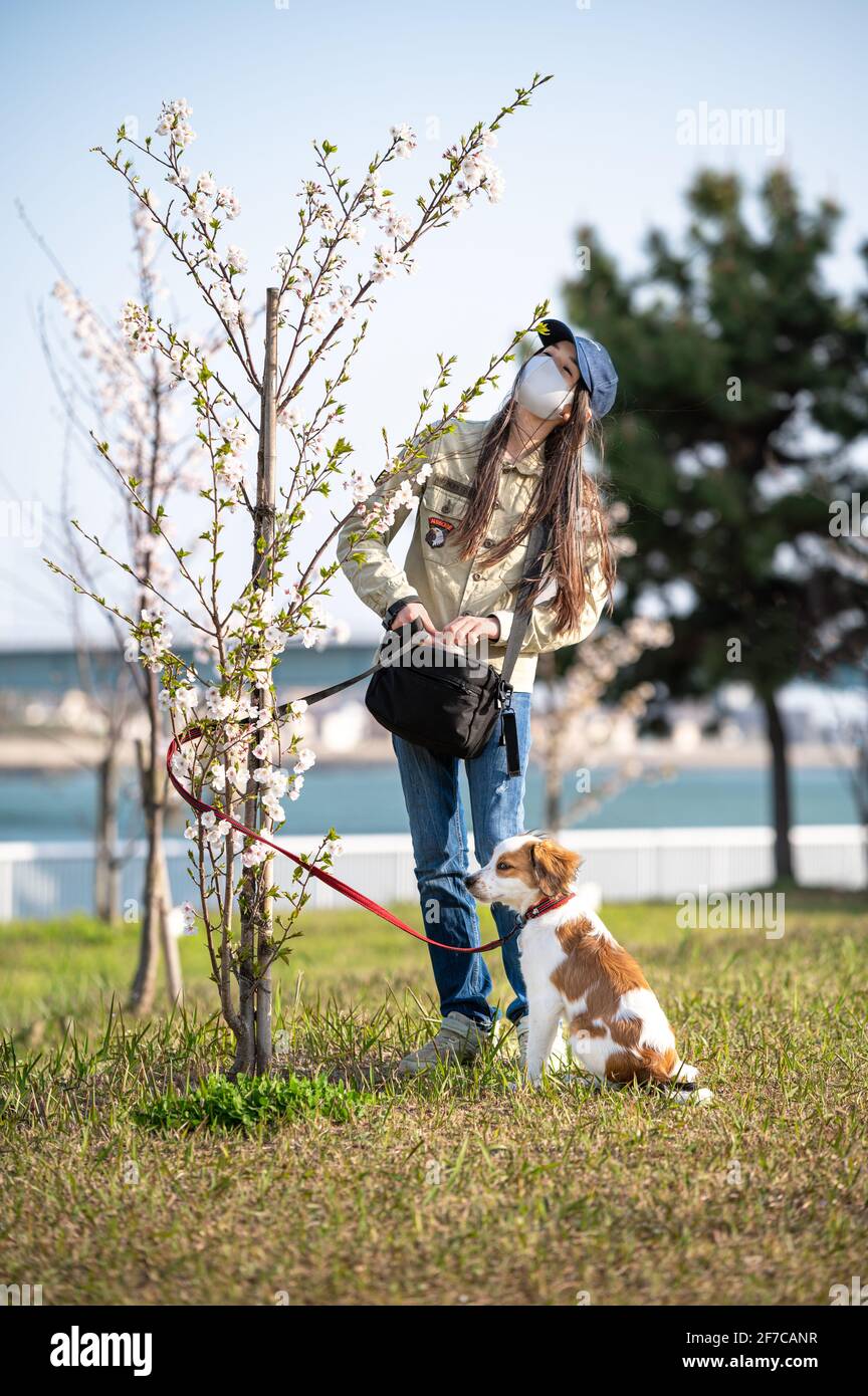 Die Frühlings-Sakura-Blüte bringt einem Mädchen und ihrem Hund Hoffnung auf das Ende der Covid. Junges Mädchen mit Gesichtsmaske und Blick auf den Kirschblütenbaum. Stockfoto
