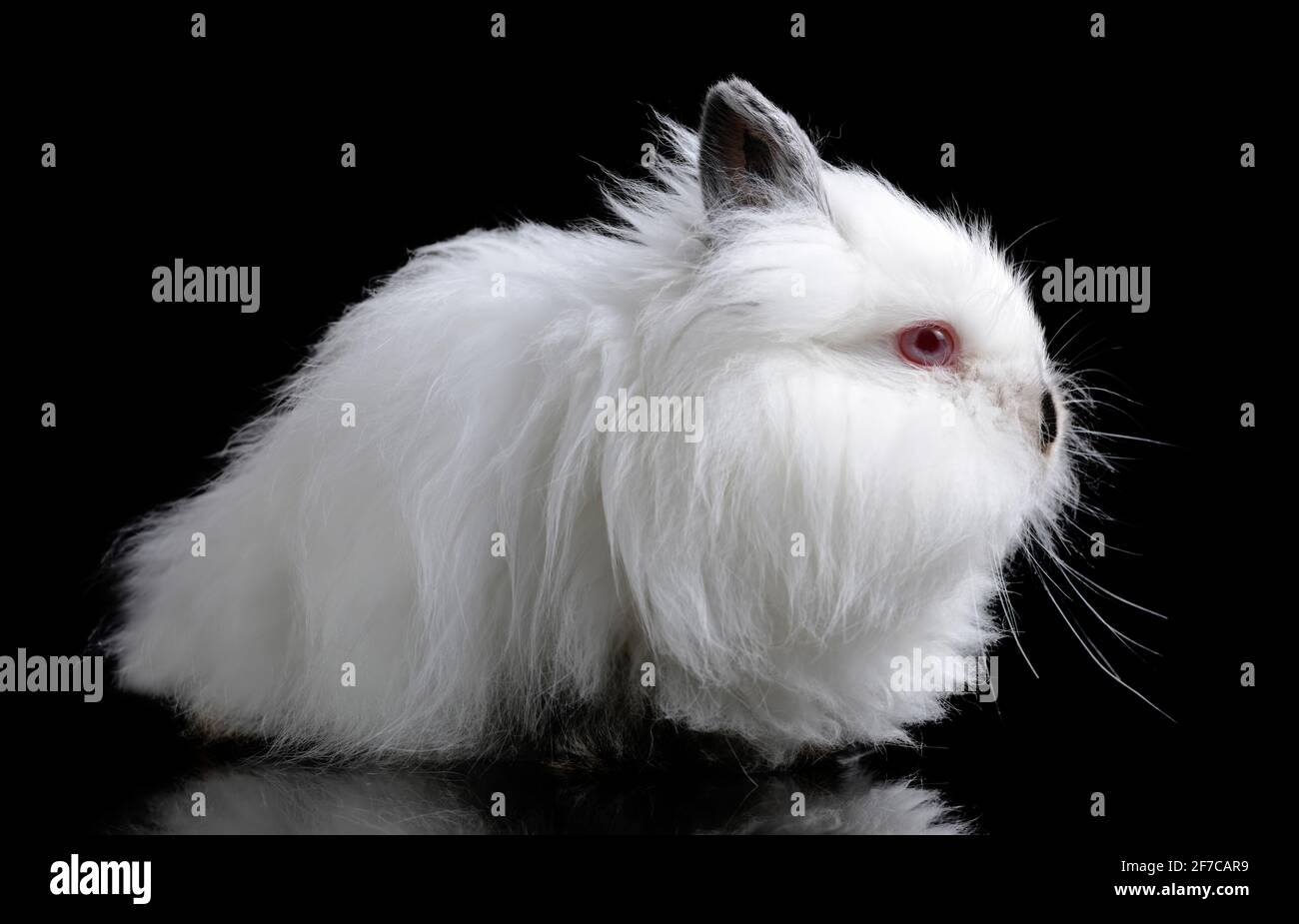 Lustige Baby weißen Teddy Kaninchen auf einem schwarzen Hintergrund isoliert. Stockfoto