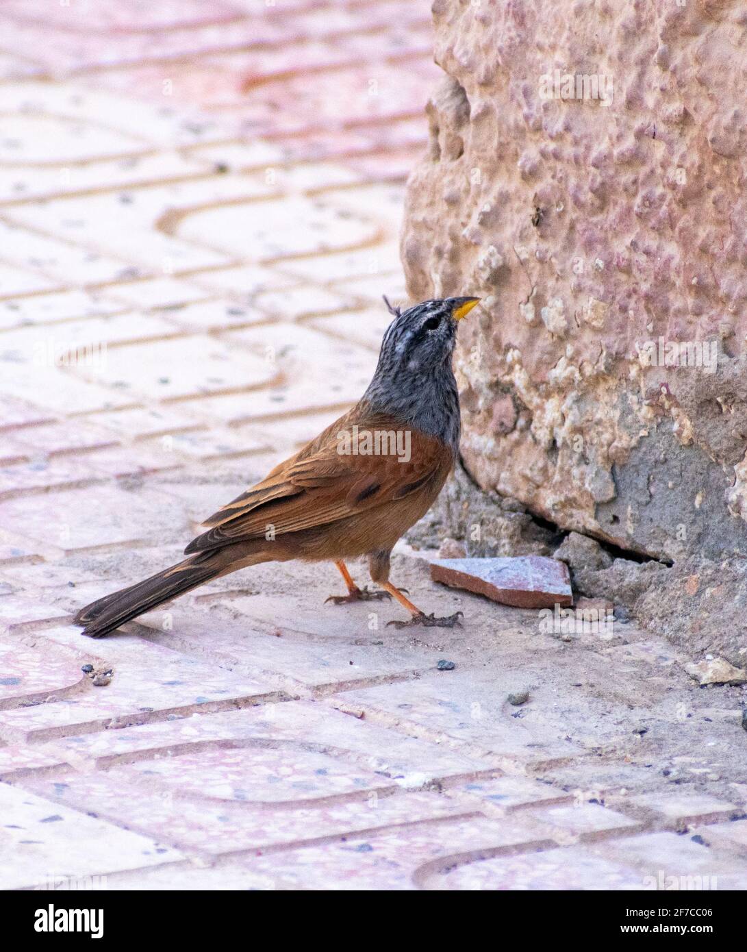 Haus Bunting (Emberiza sahari) in Biskra, Algerien Stockfoto