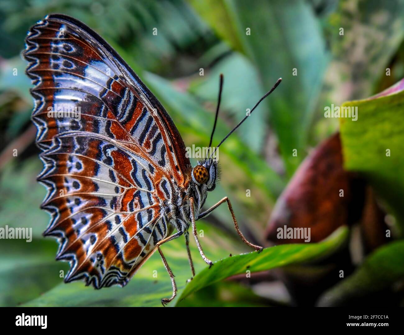 Orange Lacewing Butterfly Fütterung auf Blume Nektar. Stockfoto