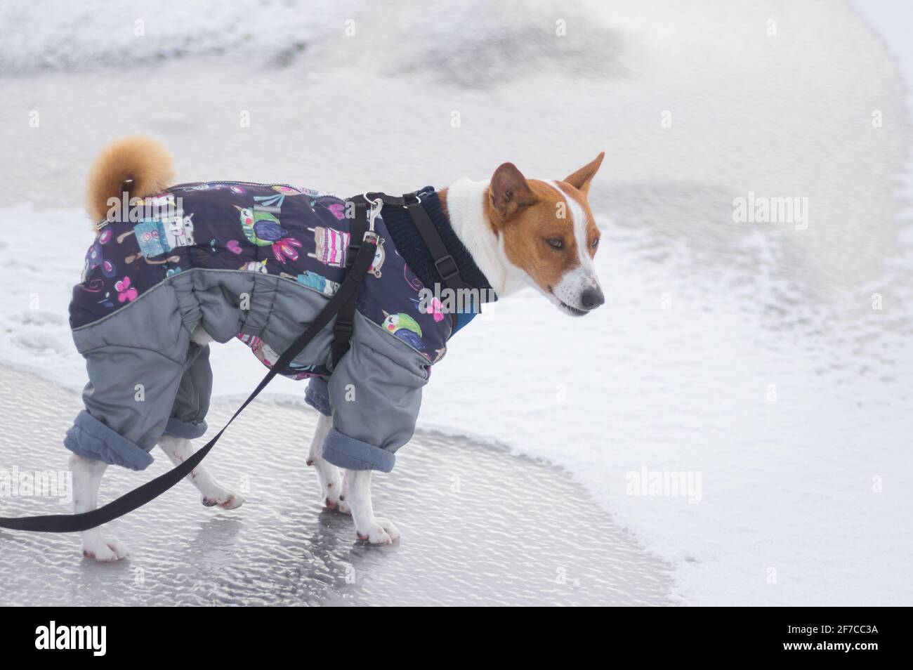 DNIPRO, UKRAINE - 08. februar 2020:Porträt des basenji-Hundes im Wintermantel, der auf eisbedecktem Boden steht und Unmut auf einem Muzz zeigt Stockfoto