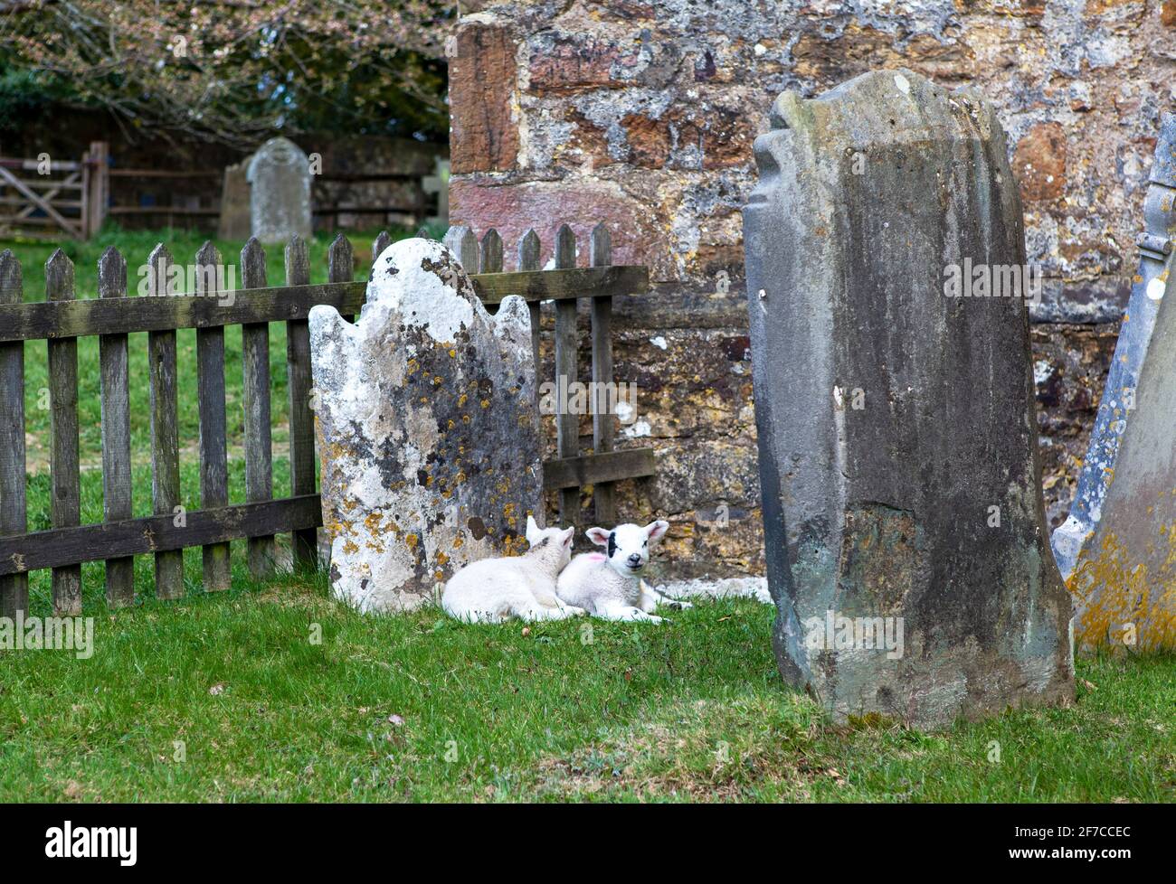 Brightling; East Sussex; Großbritannien. April 2021. An einem kühlen Tag mit sonnigen Intervallen finden zwei kleine Lämmer einen geschützten Platz zum Snooze; an einem Grabstein im Brightling-Kirchhof. Carolyn Clarke/Alamy Live News Stockfoto