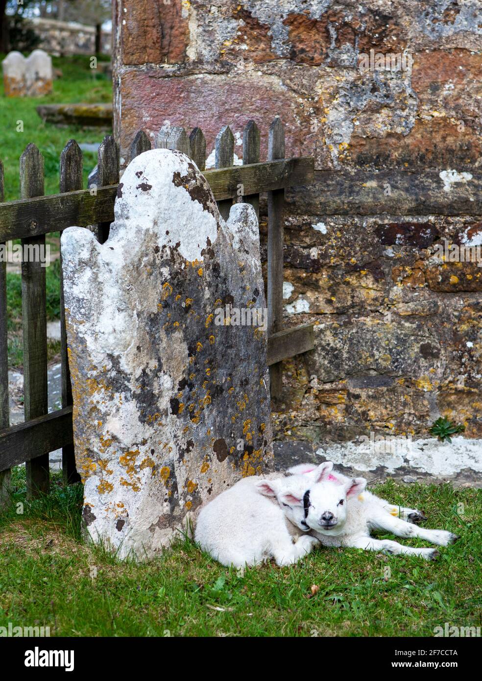 Brightling; East Sussex; Großbritannien. April 2021. An einem kühlen Tag mit sonnigen Intervallen finden zwei kleine Lämmer einen geschützten Platz zum Snooze; an einem Grabstein im Brightling-Kirchhof. Carolyn Clarke/Alamy Live News Stockfoto