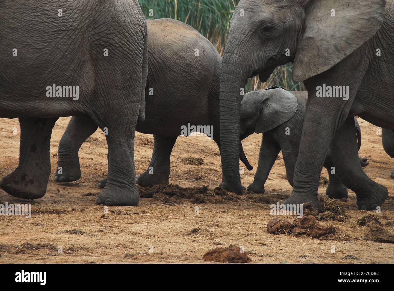 Nahaufnahme eines wilden jungen Elefantenkalbes, das von der Herde durch einen Spaziergang zwischen den erwachsenen Tieren geschützt wird. Aufgenommen während einer Safari in Südafrika. Hinweis Stockfoto