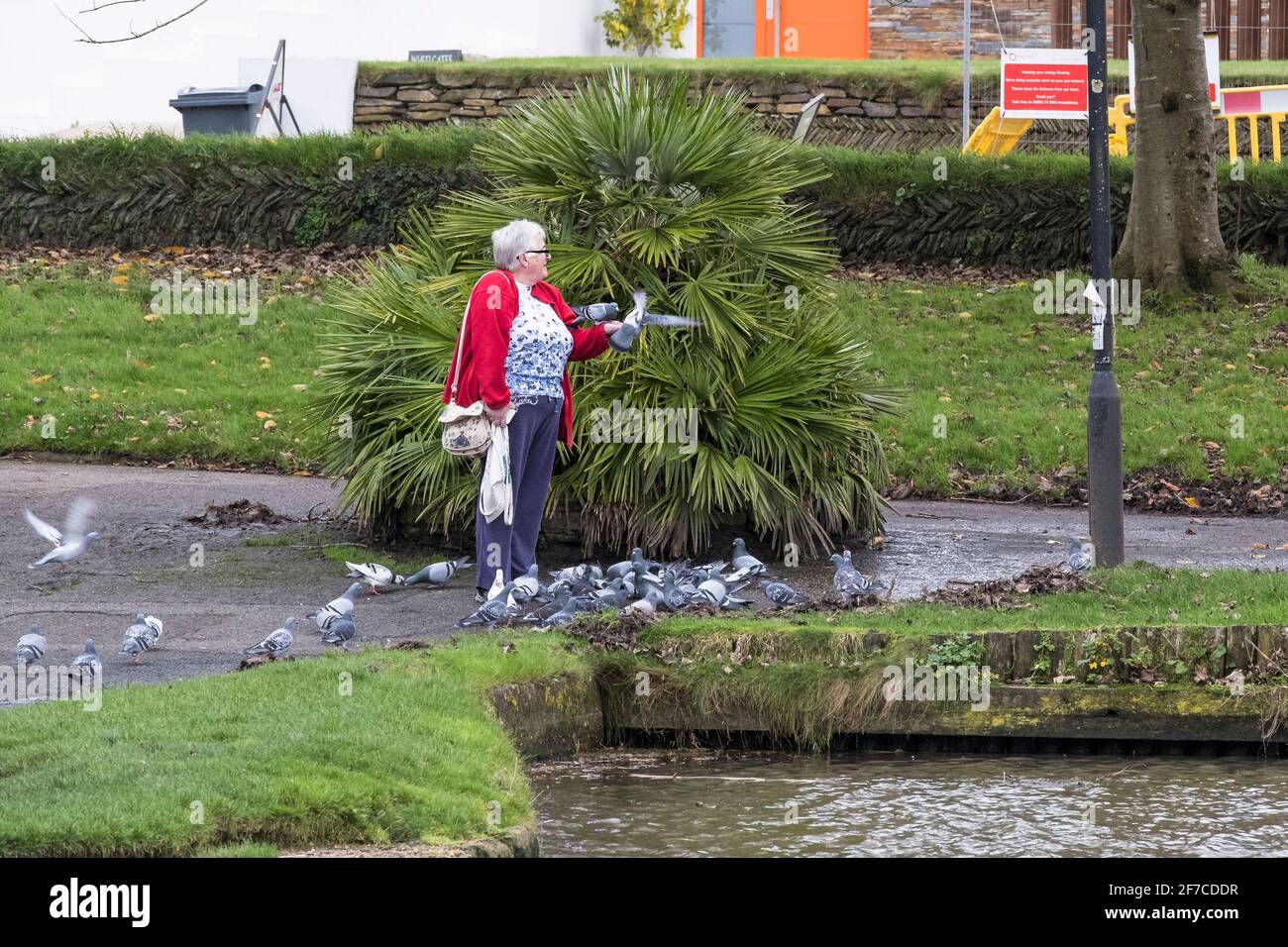 Eine reife Frau, die Tauben in einem Park in England füttert. Stockfoto