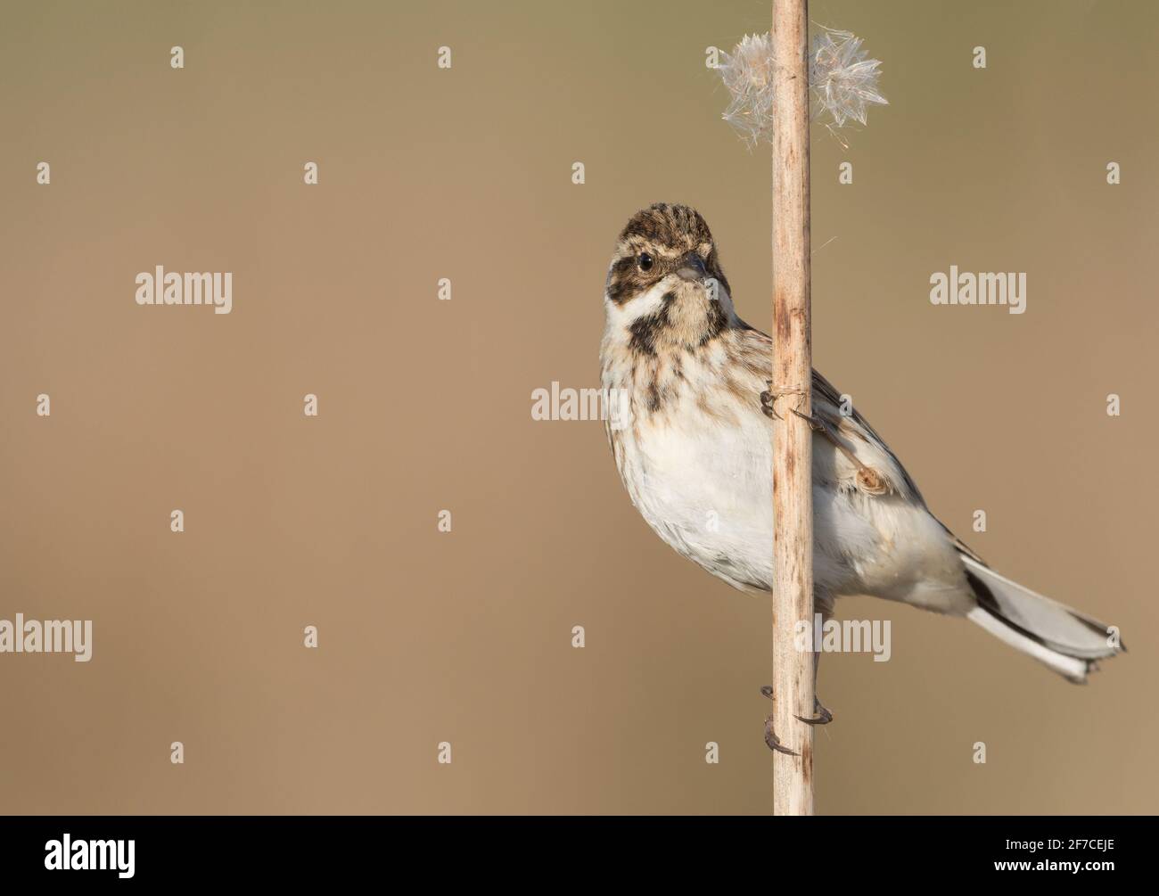 Eine weibliche Schilfblättrige (Emberiza schoeniclus) auf Schilfblättrige Stockfoto