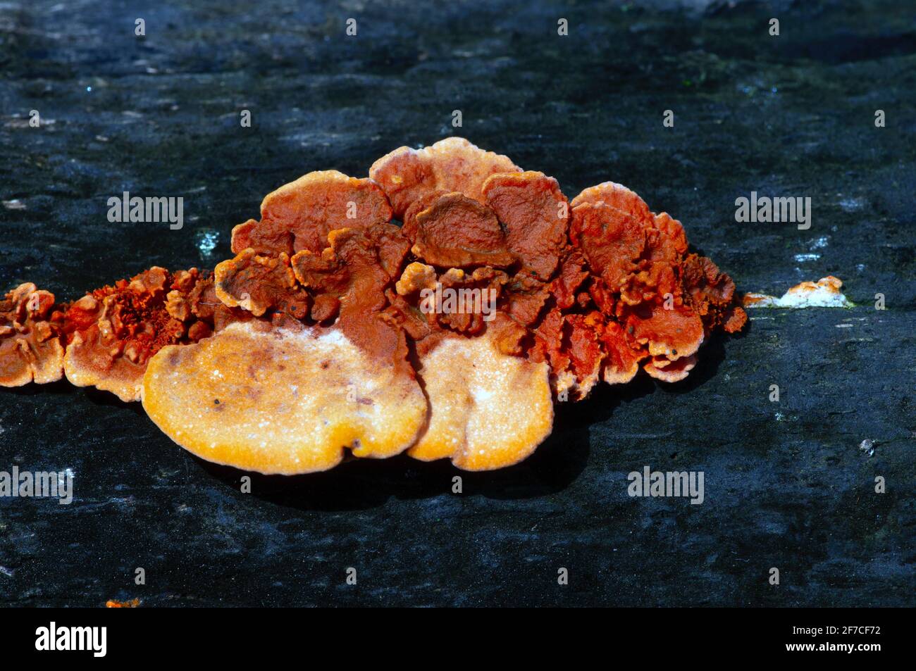 Fomitopsidaceae, wächst auf einem toten Baumstamm, ist eine Familie von Pilzen in der Ordnung Polyporales Stockfoto