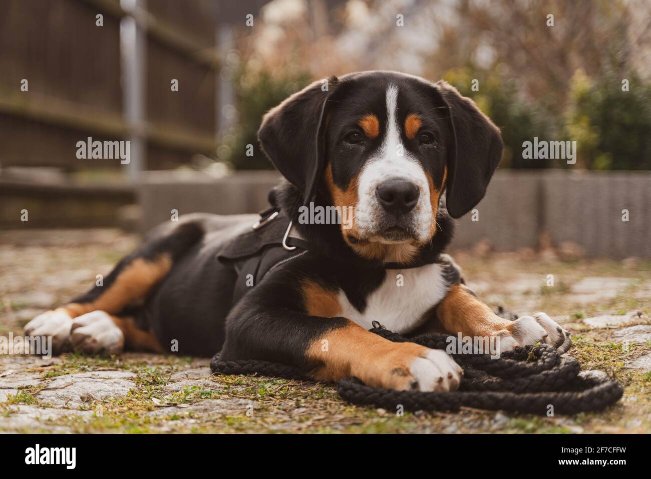 Ein Berner Sennenhund Welpe liegt auf dem Boden Stockfoto