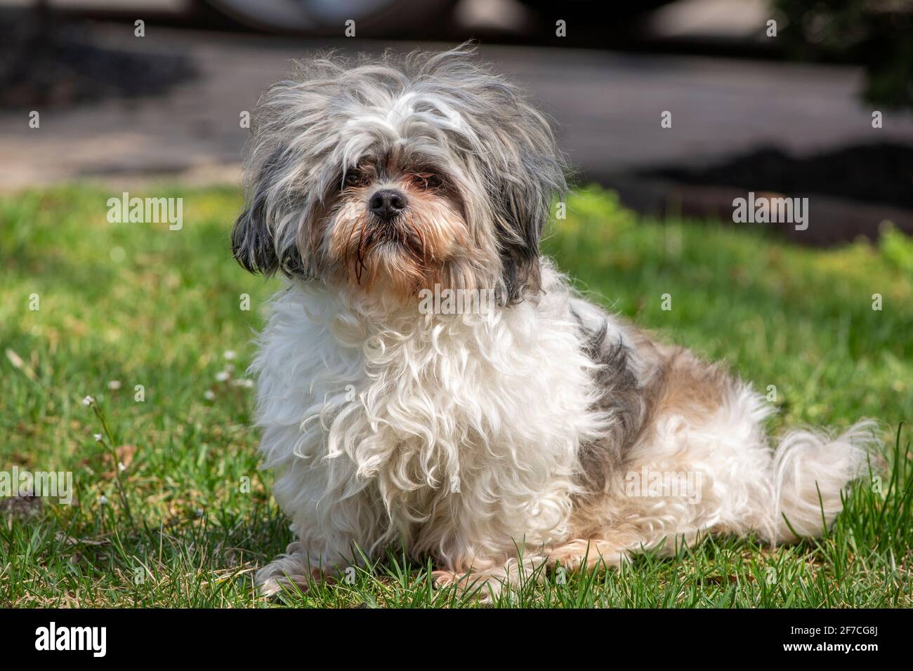 Liebenswert, schmuddelig weiß und grau Shih Tzu Hund sitzt auf Gras und Blumen am frühen Frühling sonnigen Apriltag Stockfoto