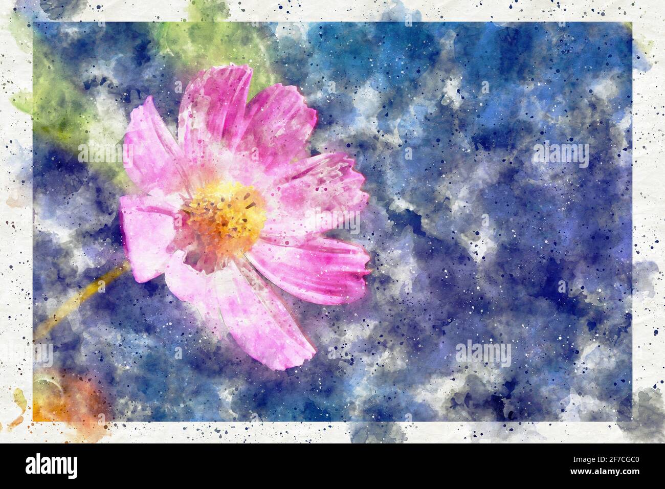 Cosmos Blume Pflanze, digitaly in Aquarell gemalt Stockfoto