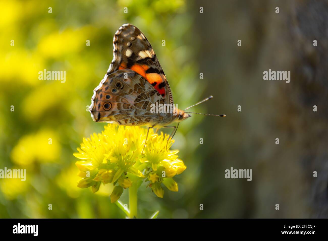 Schmetterlingsdistel Nahaufnahme auf einem unscharfen Hintergrund. Heller Schmetterling aus der Familie Nymphalidae. Schmetterling im Sonnenlicht und selektiver Fokus. Stockfoto