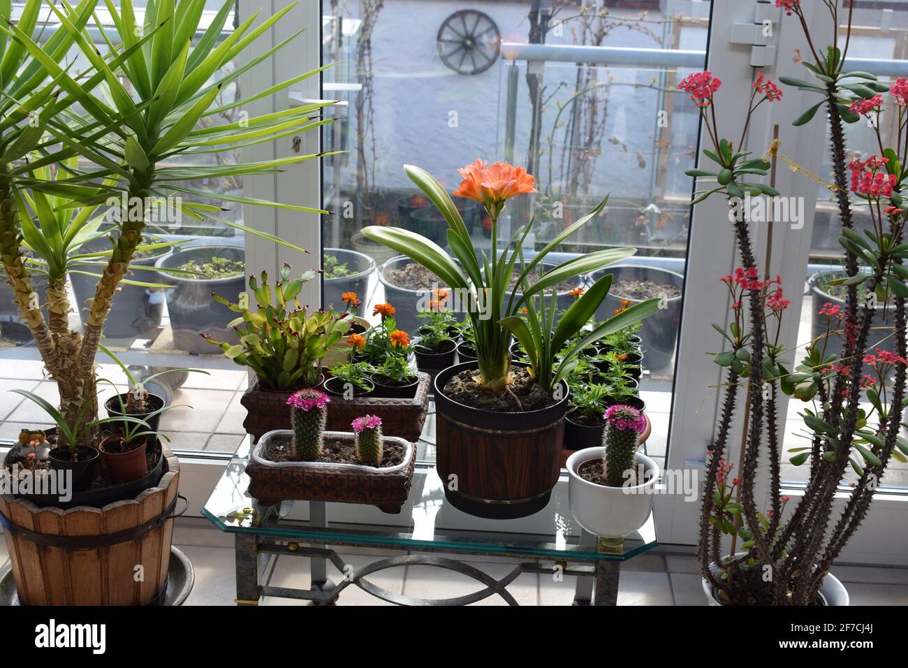 Wintergarten blüht im Frühling Stockfoto