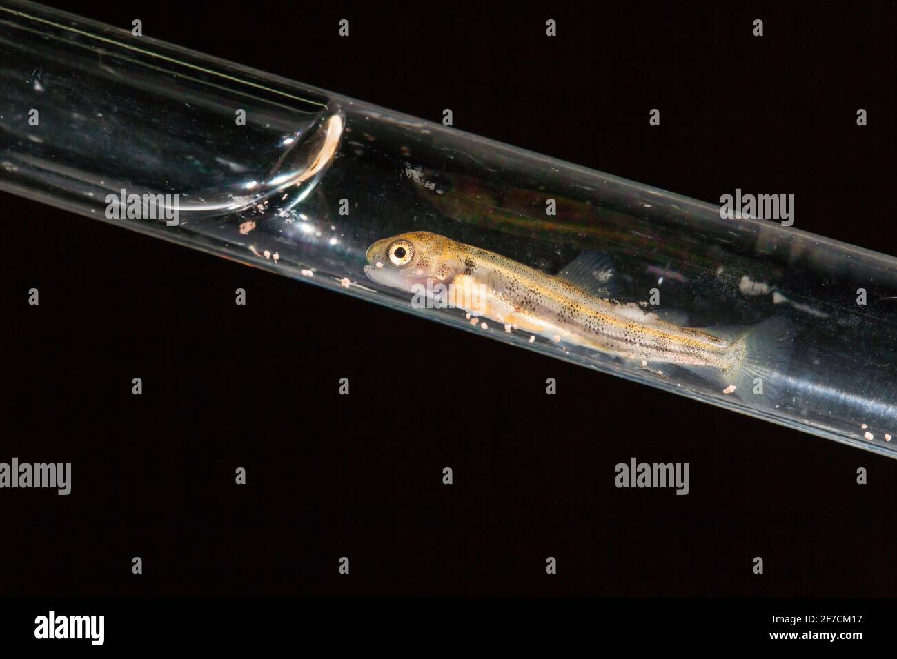 Arktischer Saibling (Salvelinus alpinus) in Pipette, Kielder Salmon Hatchery, Northumberland UK Stockfoto