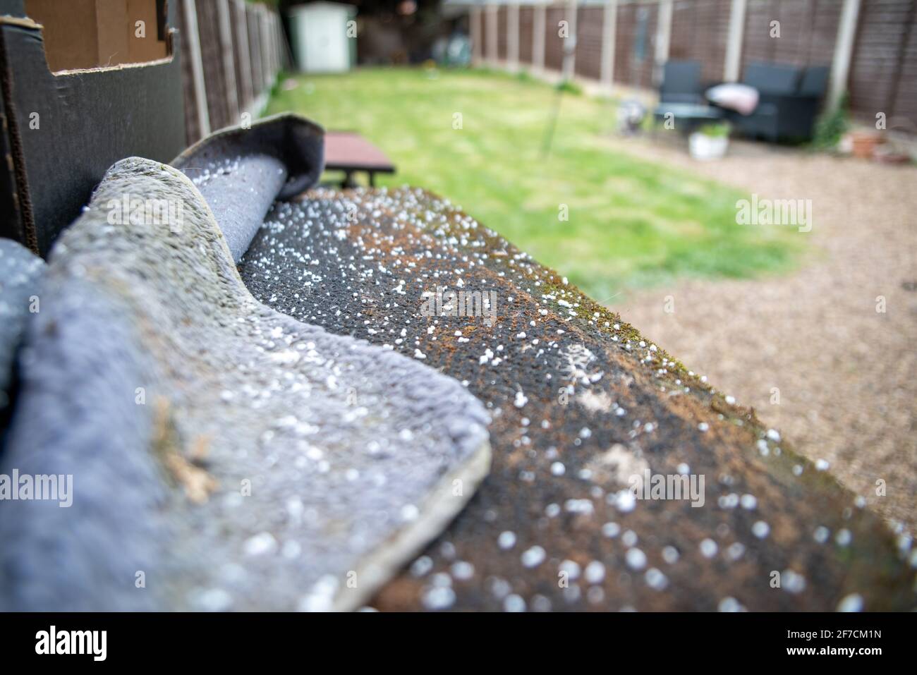 Birmingham, Großbritannien. 6. April 2021: In Birmingham hat bei einem ungewöhnlichen Wetterumschlag Schnee begonnen zu fallen. Im Bild: Schnee, der auf einem Zwinger in einem Garten in Nord-Birmingham ruht. Kredit: Ryan Underwood / Alamy Live Nachrichten Stockfoto
