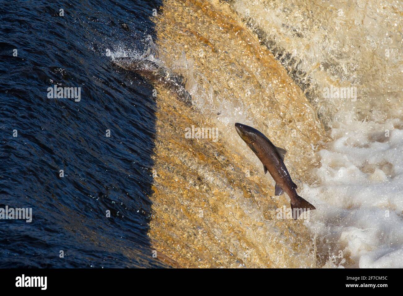 Atlantischer Lachs (Salmo salar) springen auf vorgelagerten Migration, Fluss Tyne, Hexham, Northumberland, Großbritannien Stockfoto