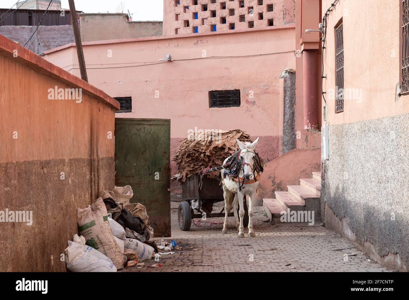 Weißes Pferd transportiert verarbeitetes Leder im Gerbereiviertel von Marrakesch, Marokko Stockfoto