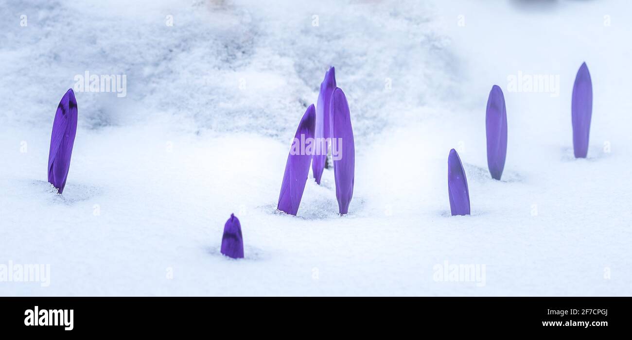 Crocus blüht im richtigen Schnee. Krokus blüht im Frühling. Stockfoto