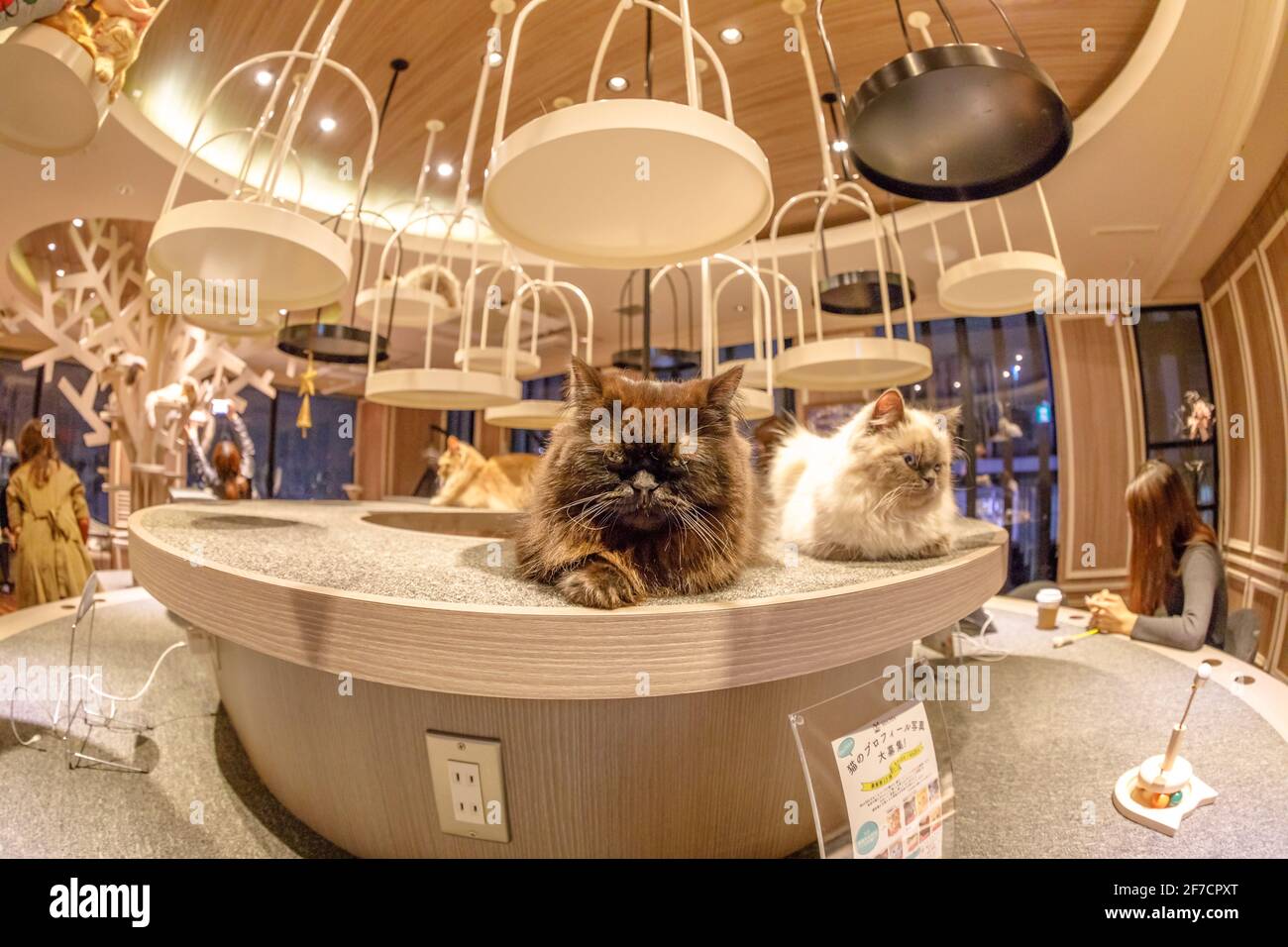 Tokio, Japan - 17. April 2017: Reinrassige Katzen im Cat Cafe Mocha im Shibuya District. CAT Cafe ist ein Cafe, wo Besucher Zeit mit Katzen verbringen Stockfoto