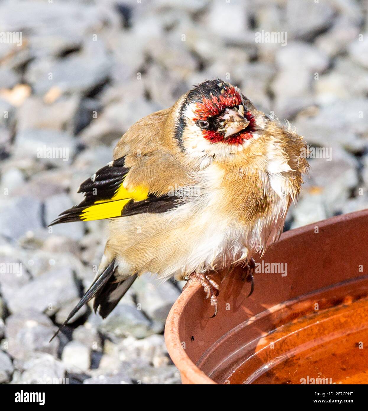 Carduelis carduelis Goldfinch infiziert mit Trichomoniasis-Parasiten. Stockfoto