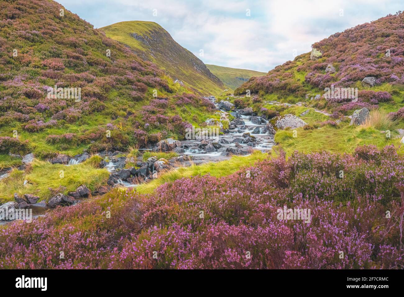 Eine farbenfrohe, violette Heidekraut-Landschaft und ein Gebirgsbach entlang des Tail Burn am Grey Mare's Tail Wasserfall in der Nähe von Moffat in den Scottish Borders, Schottland. Stockfoto