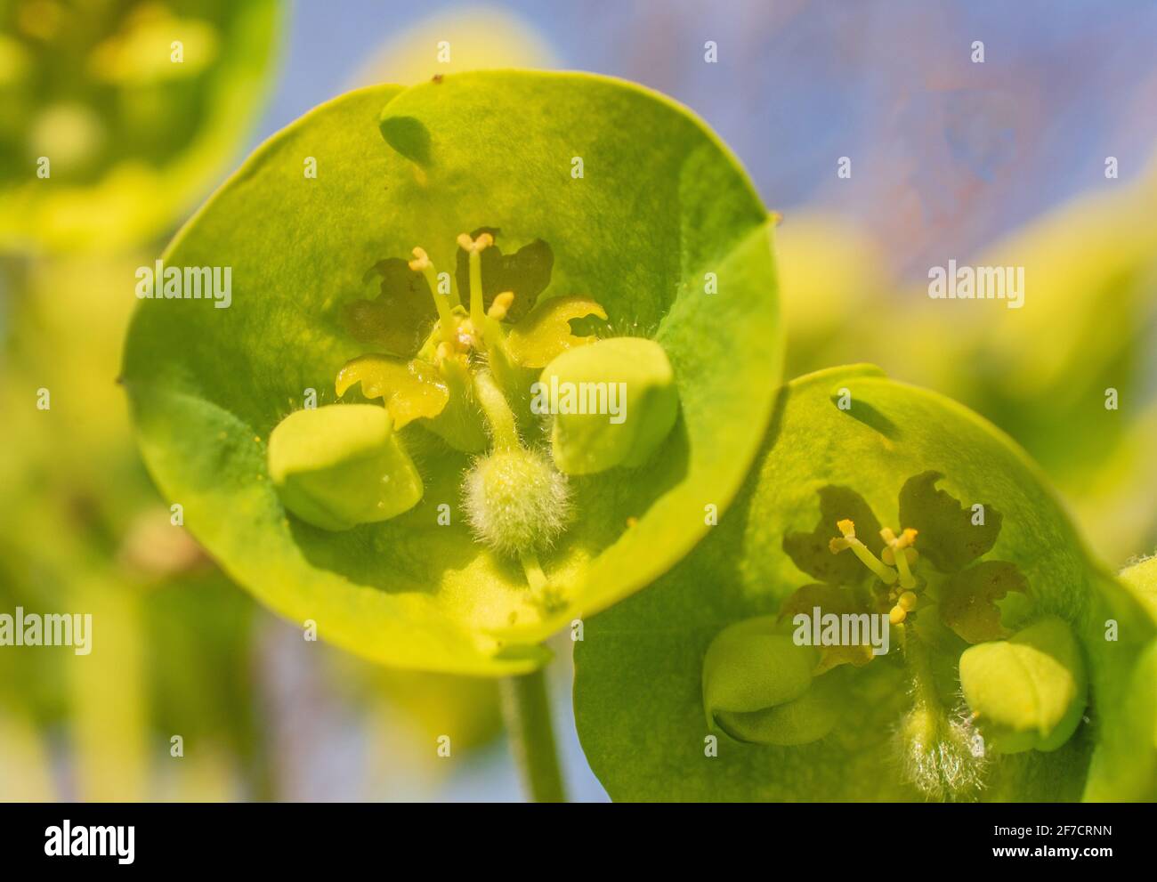 Eine Nahaufnahme einer grünen Pflanze Stockfoto
