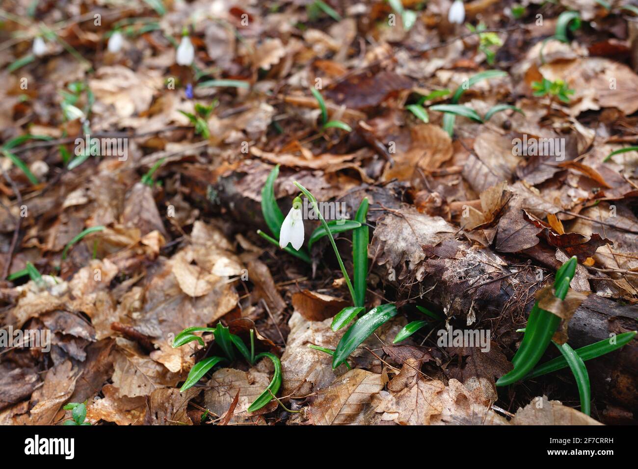 Frühlingsschneegropfen zwischen gefallenen Blättern im Wald. Stockfoto