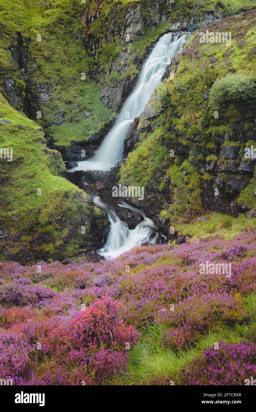 Eine farbenfrohe, violette Heidekraut-Landschaft und ein Gebirgsbach entlang des Tail Burn am Grey Mare's Tail Wasserfall in der Nähe von Moffat in den Scottish Borders, Schottland. Stockfoto
