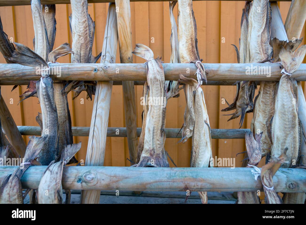 Nahaufnahme einer Menge großer, getrockneter Fische, die an einem Holzständer vor einer orangefarbenen Wand hängen. Fischerdorf reine, Lofoten, Norwegen. Angeln in der Stockfoto
