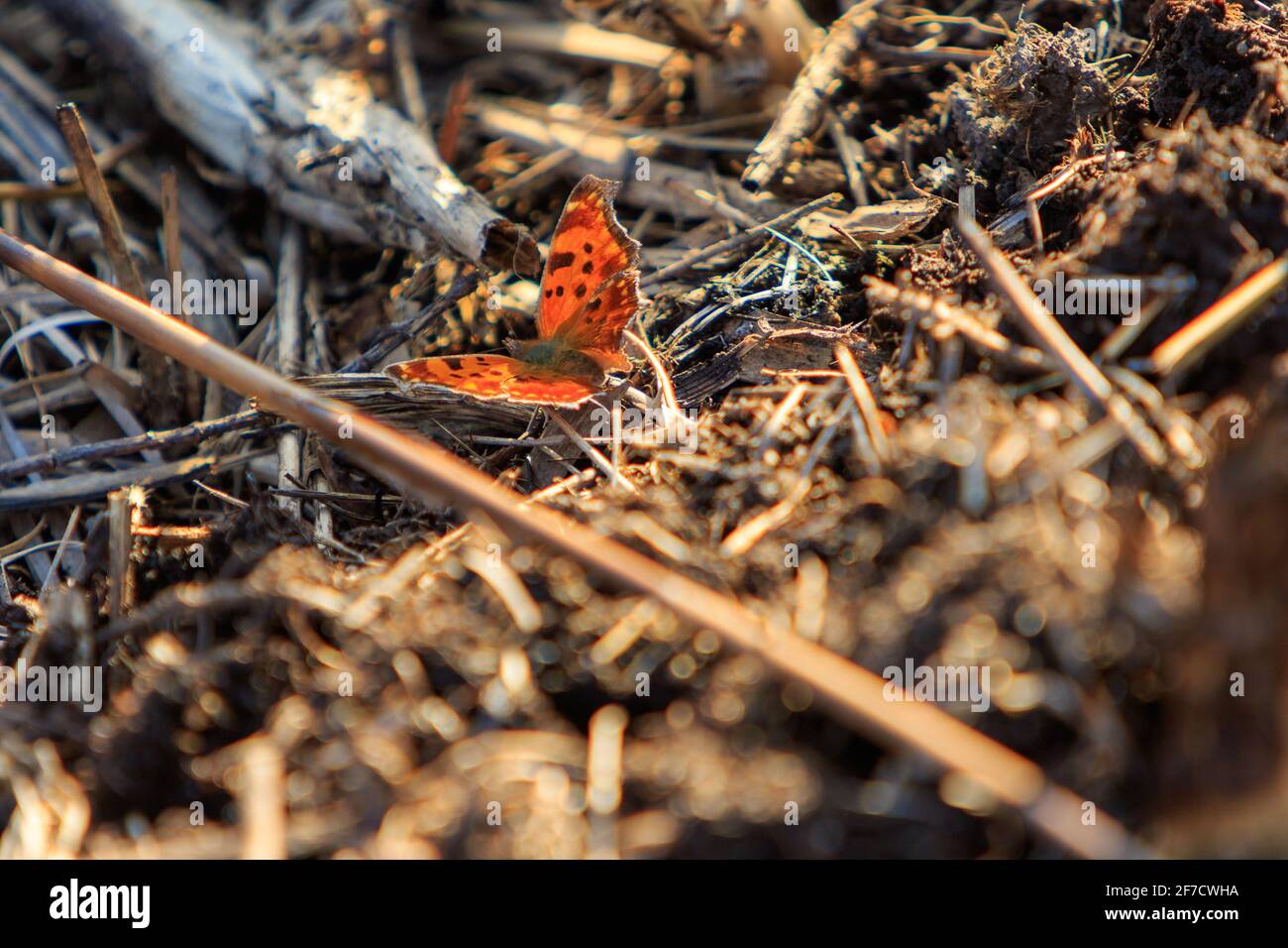 Ein überwintertes östliches Komma (Polygonia Comma) ernährt sich entlang eines Pfades im Sumpfgebiet des Konservatoriens. Stockfoto