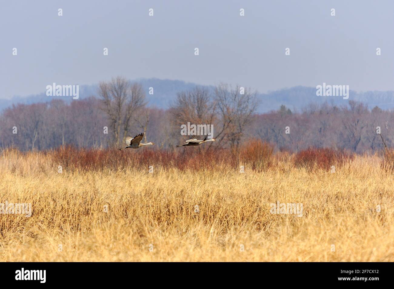 Ein Paar Sandhügelkrane (Antigone canadensis) gleiten für eine Landung in den Sümpfen entlang des Wisconsin River hinein. Stockfoto