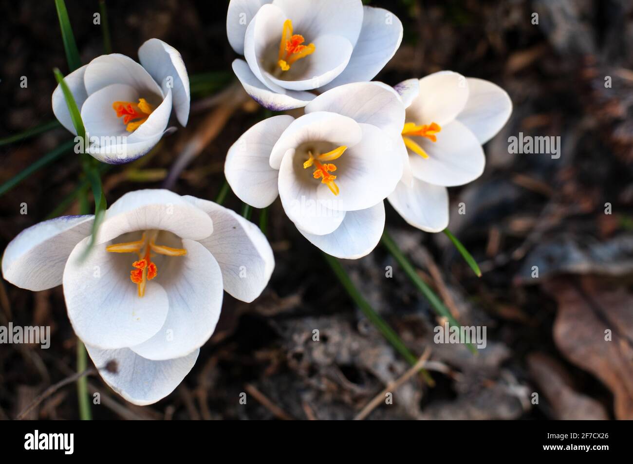 Nahaufnahme einer Gruppe von Krokusblüten mit weißen Blütenblättern Und gelbe Staubgefäße und Stempelfäden Stockfoto