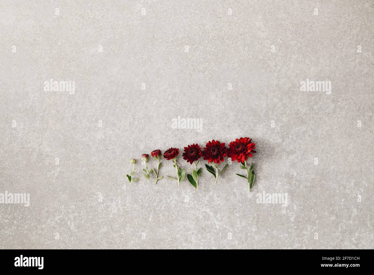 Kreatives Blumenarrangement auf grauem Betongrund, Lebenskonzept, Wachstumsstadien, flaches Lay, Kopierraum. Stockfoto