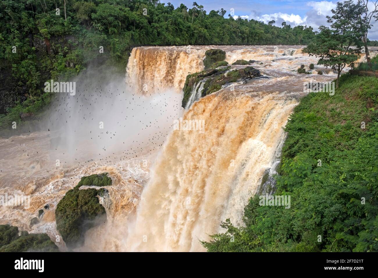 Große dunkle Mauersegler fliegen am Montag an den Saltos del Monday Falls im Stadtpark in der Nähe von Ciudad del Este, Bezirk Presidente Franco, Alto Paraná, Paraguay Stockfoto