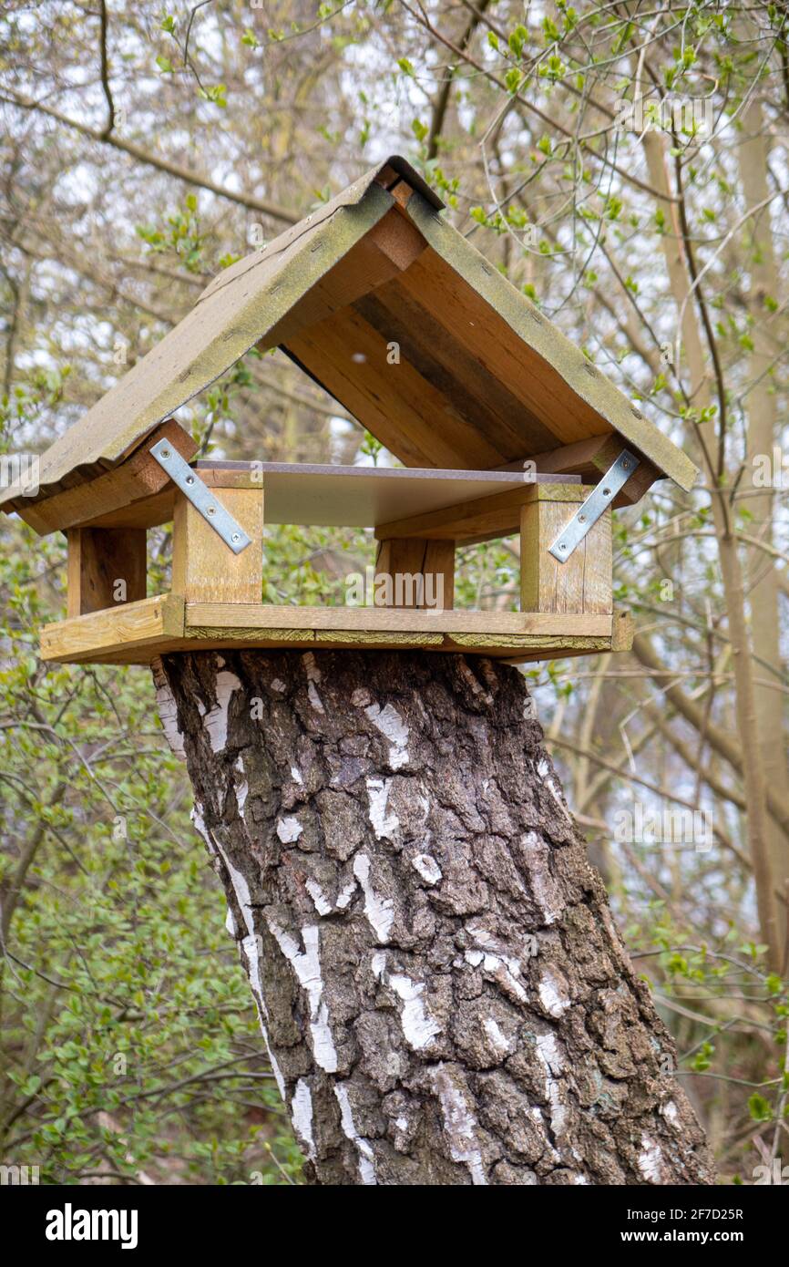 Ein Vogelhaus befindet sich am Ende eines abgesägten Baumstamm  Stockfotografie - Alamy