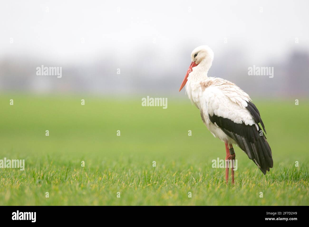 Ein Weißstorch (Ciconia ciconia), der während der Wanderung auf einer Wiese ruht. Stockfoto