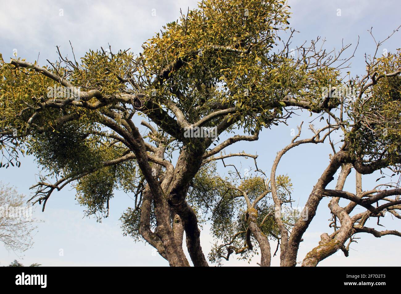 100 Jahre alter Apfelbaum als Wirtsbaum überholt Durch parasitäre Mistelpflanzen Stockfoto