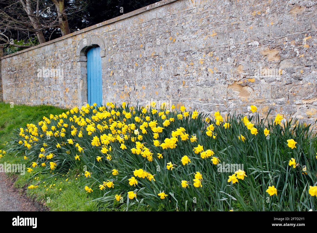 Ein Grasstreifen voller Frühlingsnarzissen in der Denton Lane Oxfordshire Stockfoto