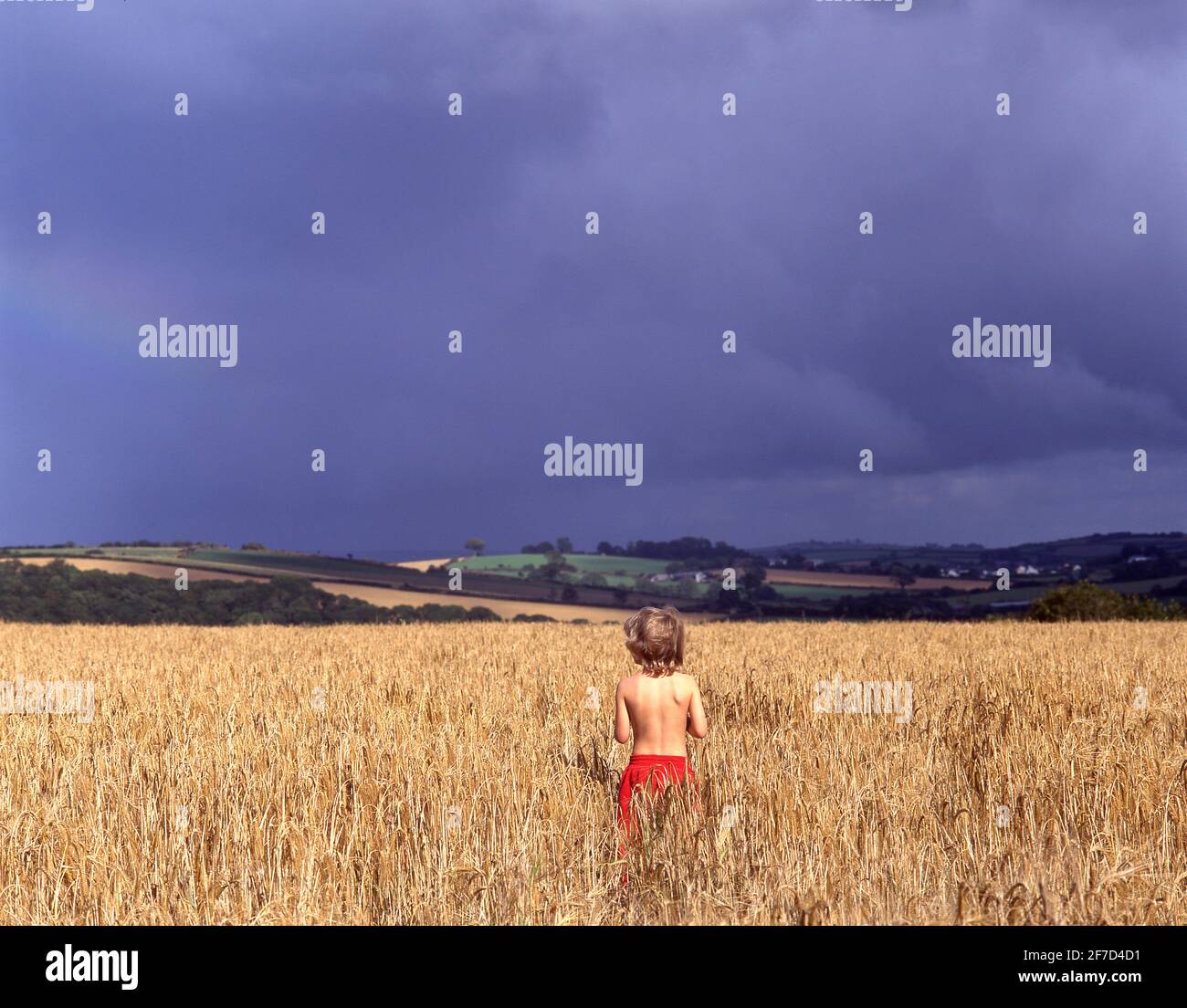 Junges Mädchen, das im Weizenfeld steht, in der englischen Grafschaft, in der englischen Grafschaft, Großbritannien Stockfoto