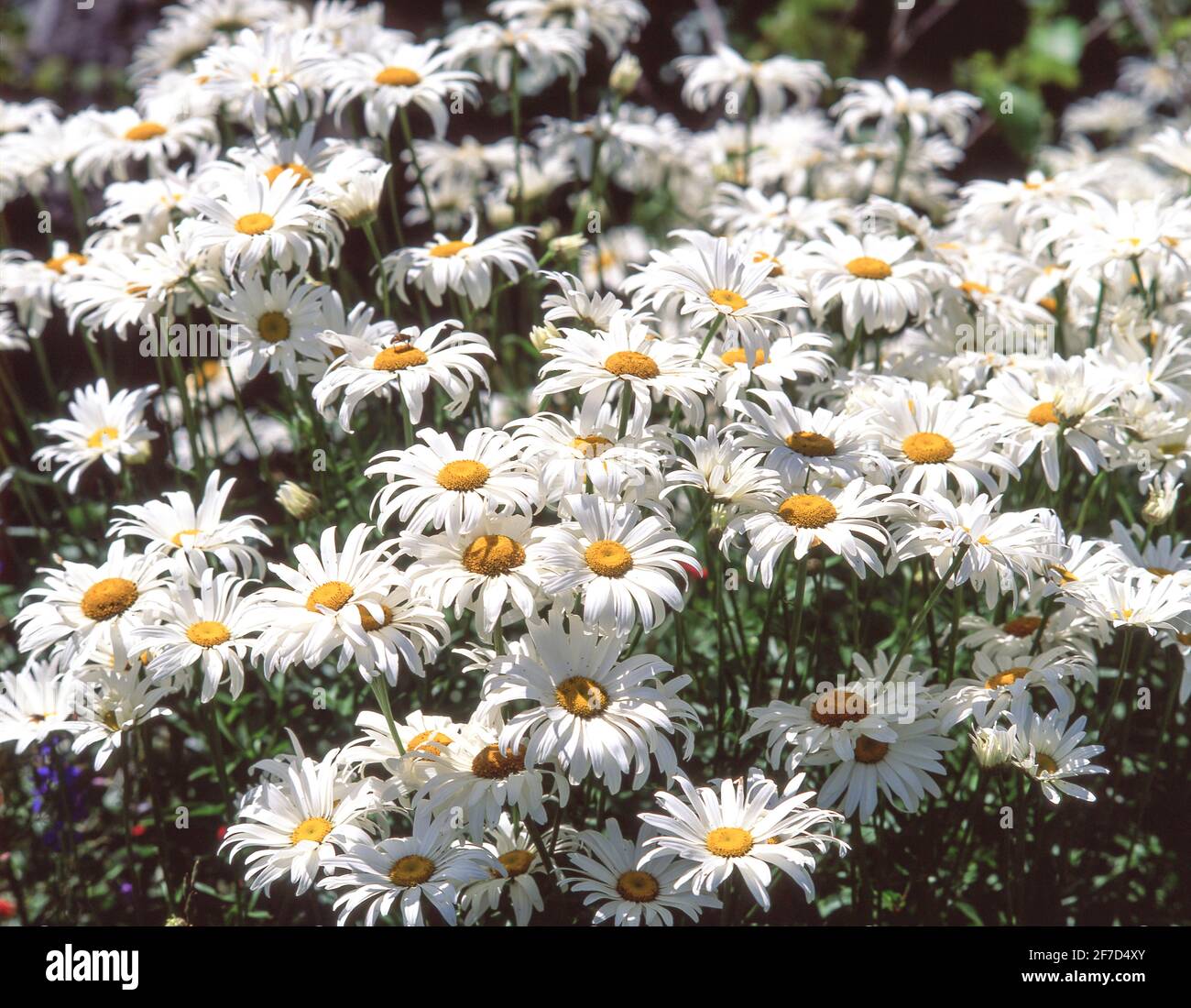 Gänseblümchen ( Leucanthemum vulgare) blüht im Garten, Surrey, England, Vereinigtes Königreich Stockfoto