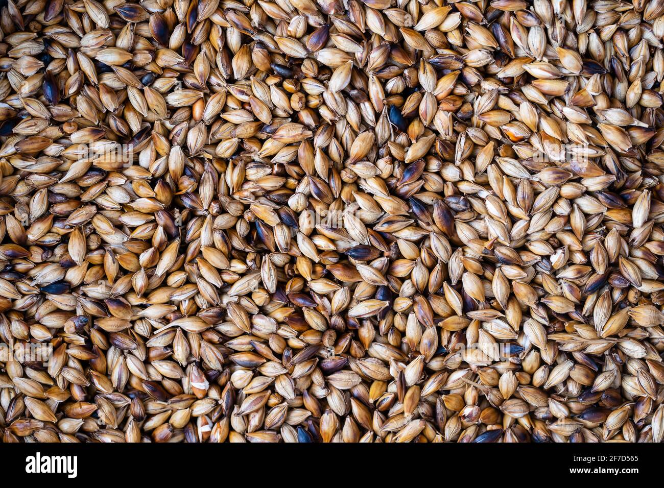 Nahaufnahme von gerösteten Gerstenkörnern. Zutat für Bier oder Kvass. Hintergrund und Textur von gebratenen Körnern Stockfoto