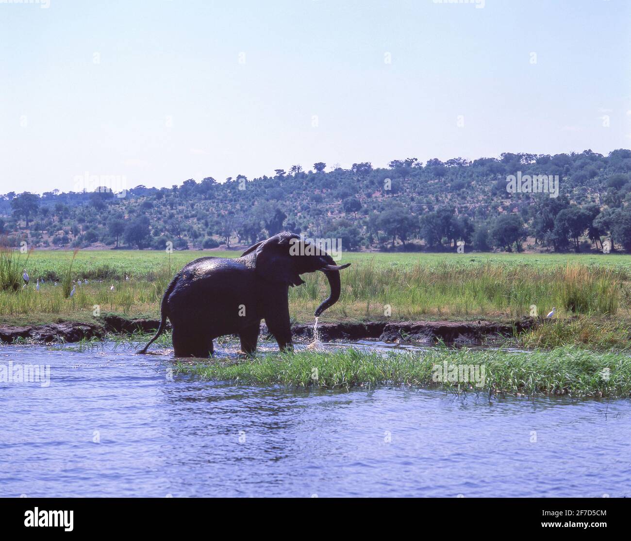 Elefanten im Fluss, Chobe National Park, Chobe, Republik Botsuana Stockfoto