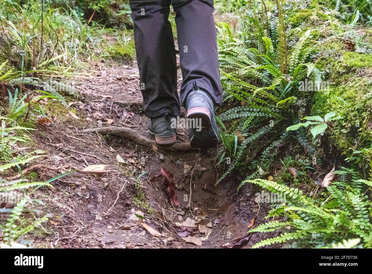 Regenwald in der Nähe von Mt. Taranaki im Egmont National Park, Nordinsel Neuseelands Stockfoto