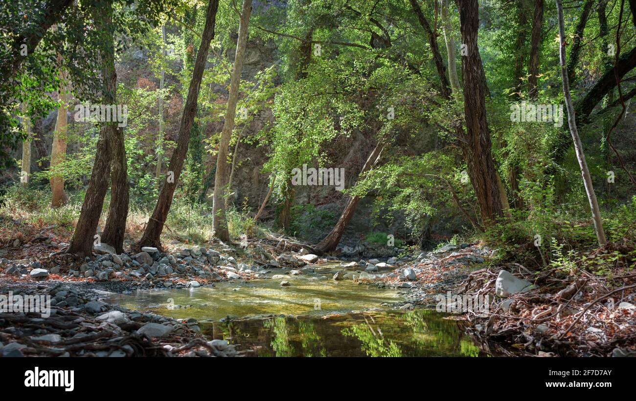 Waldbach in Paphos Wald, Zypern. Der Fluss Xeros fließt im Sommer an sonnigen Tagen durch Wälder Stockfoto