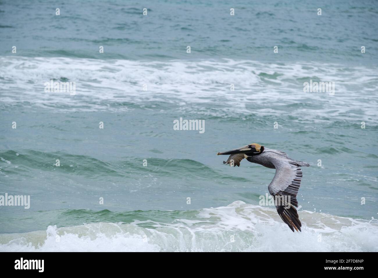 Brauner Pelikan fliegt über den Golf von Mexiko in Gulf Shores, Alabama, USA Stockfoto