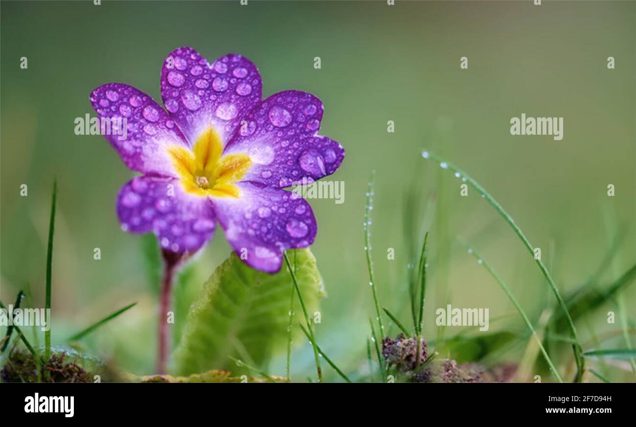 Lila Krokus blüht.Crocus ist eine Gattung der blühenden Pflanzen in Die Familie der Iris, die 90 Arten von Stauden umfasst, wächst Stockfoto